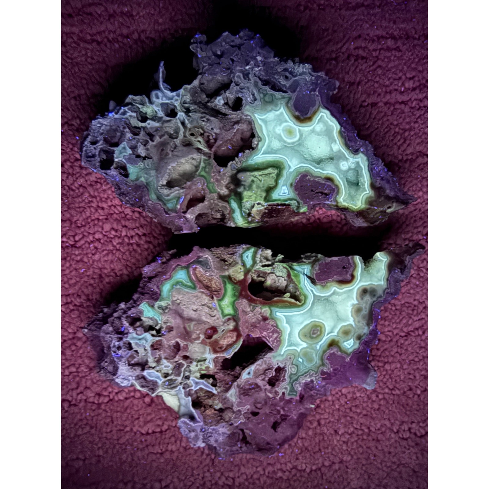 Druzy BLUE Agatized Coral Geode Pair Aucilla River Florida Fluorescent