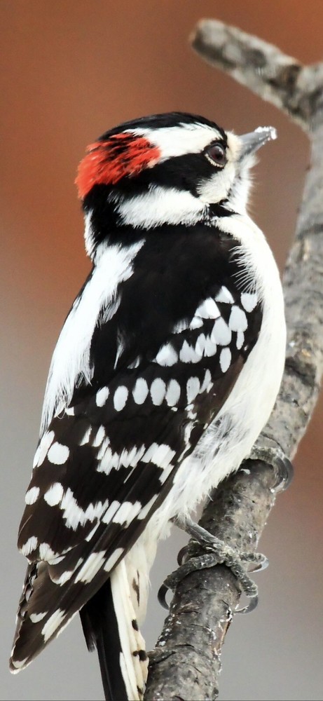 Downy woodpecker nest box