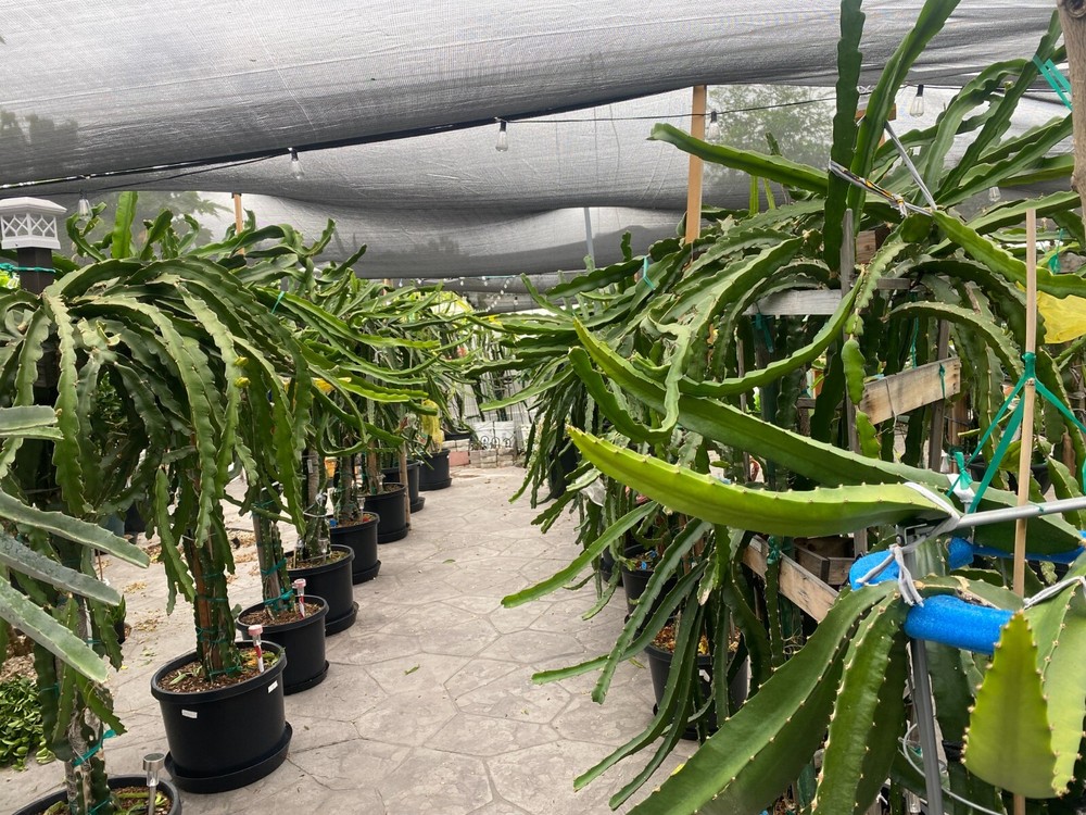 DRAGON FRUIT CUTTINGS - MULTIPLE VARIETIES - 13" - 17” Hi