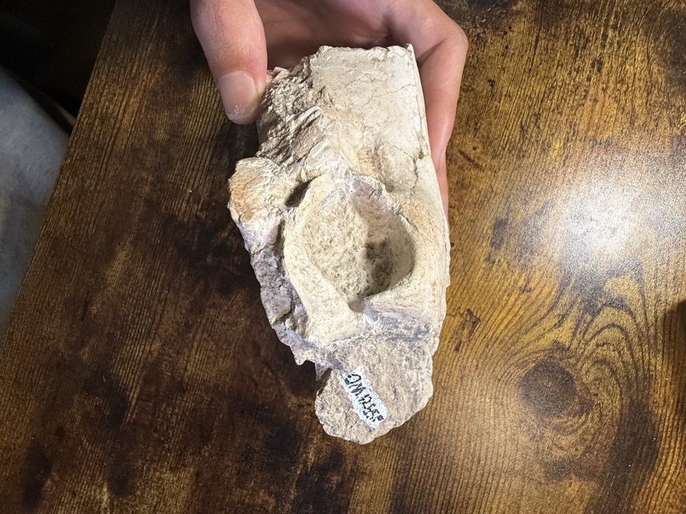 Oreodont Skull! White River Formation