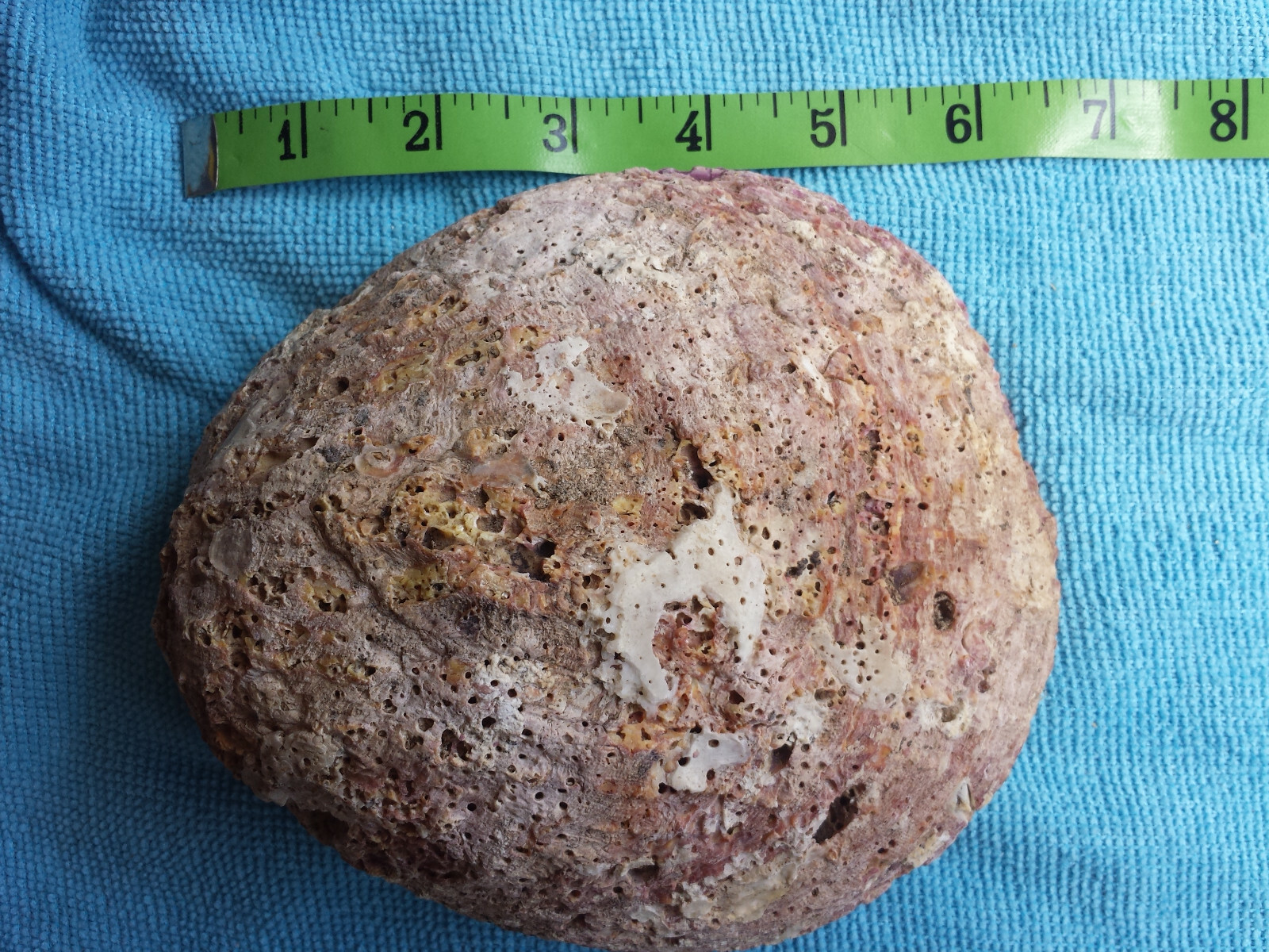 Spiny Oyster Purple Half Shell approx. 6 " Beautiful Spiny Oyster Shell