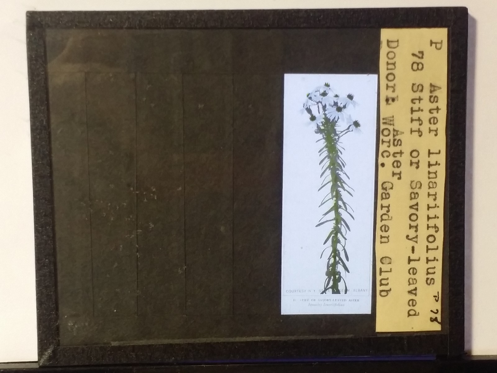 Stiff/Savory-leaved Aster (Worc. Garden Club, MA), Magic Lantern Glass Slide