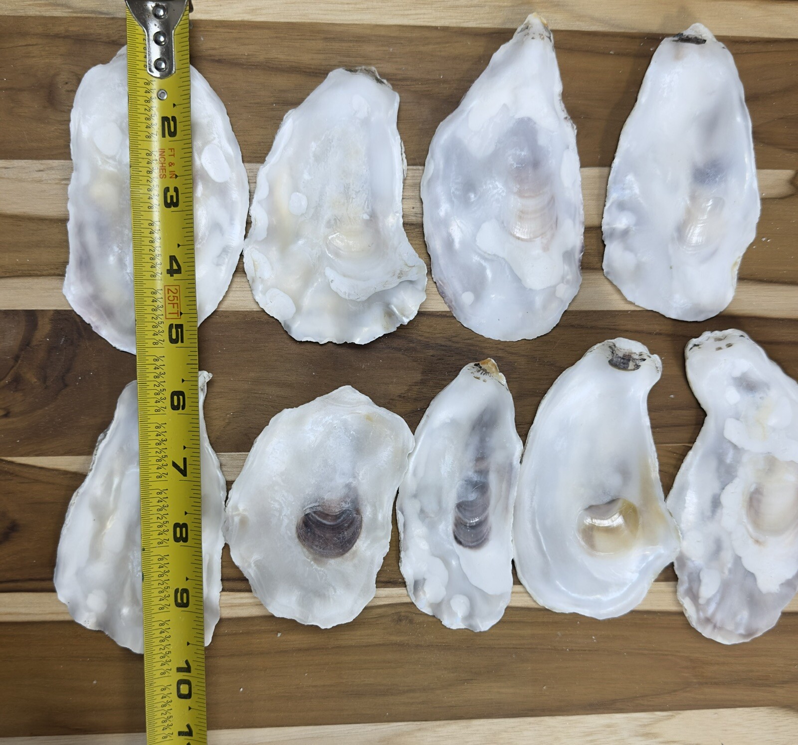 180 Oyster Shells Flat Side 3-4.5” Bulk Clean No Smell Art Jewelry Dish