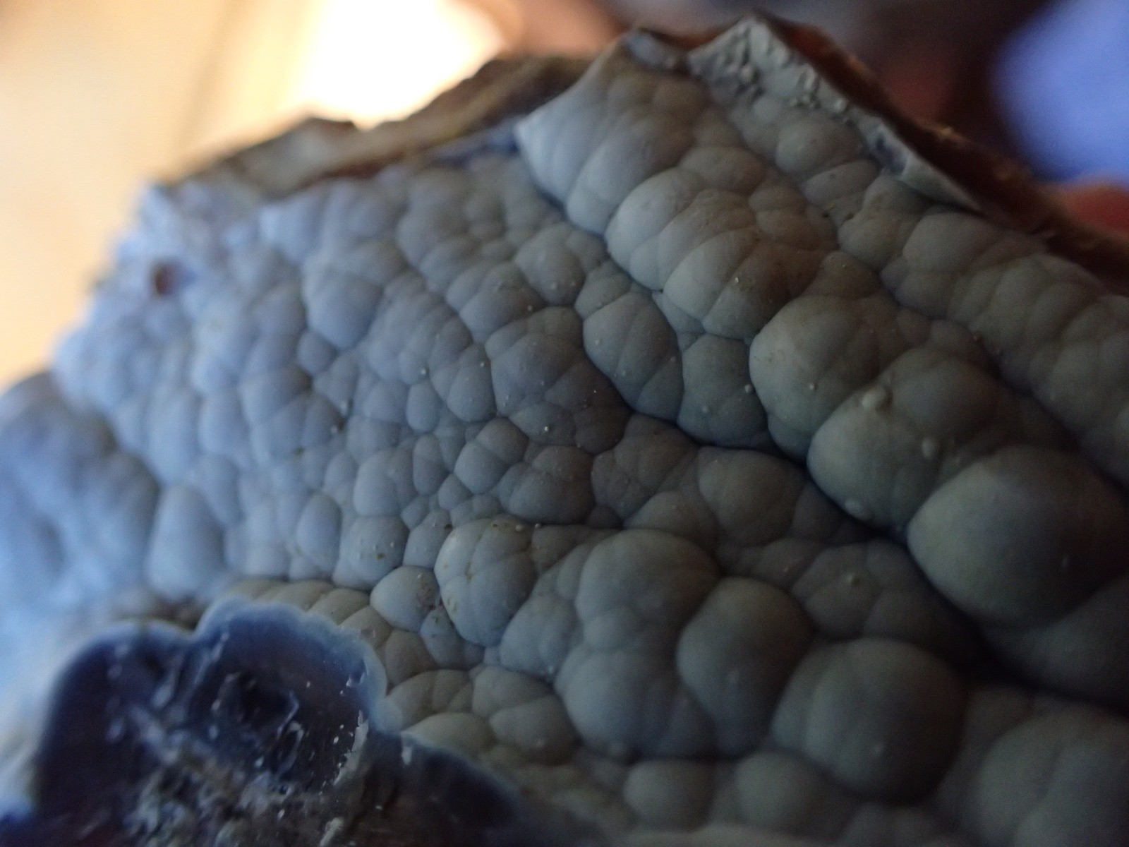 Botryoidal Fossil Coral Geode Fragment GA Agate Amber Display Sea Specimen WC40