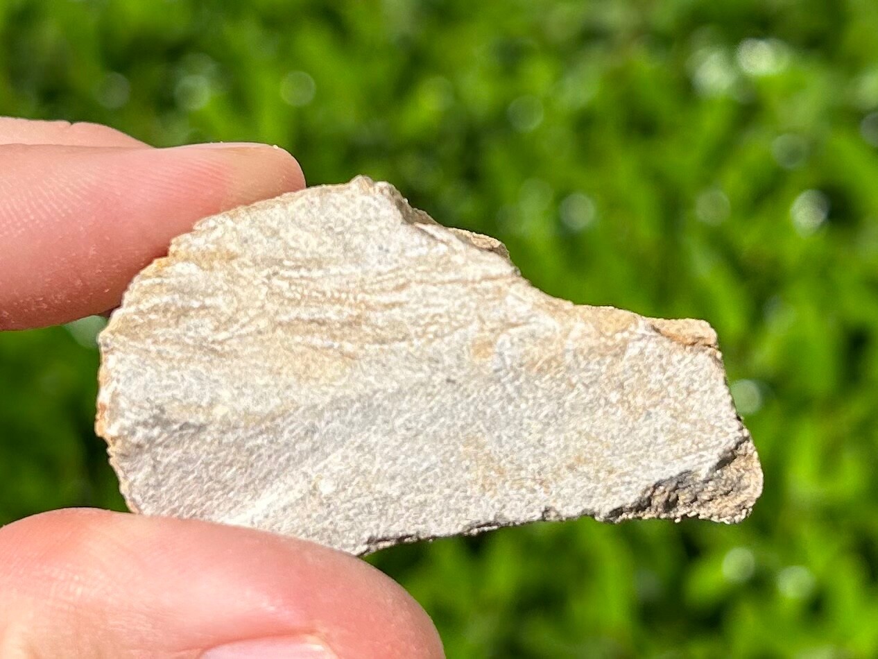 Fossil Blastoid in Matrix Pentremites pyriformis Alabama Bangor Limestone Fm