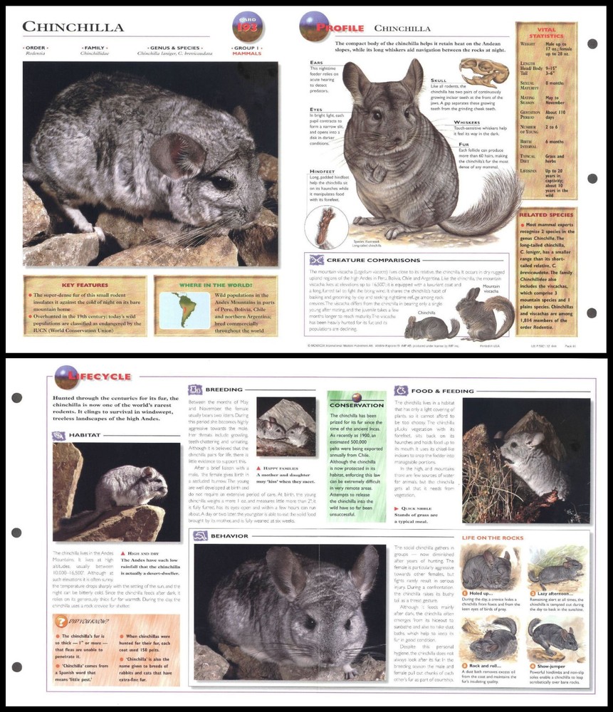 Fold-Out Sheet - Chinchilla - 193