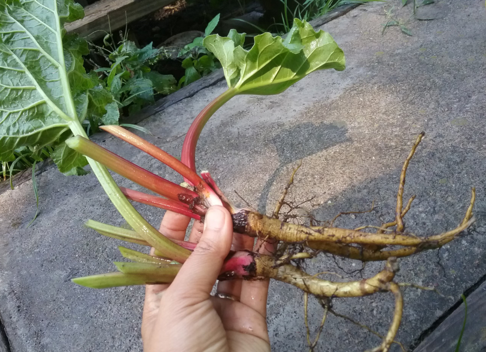 5 Victoria Rhubarb Bare Root -Rheum rhabarbarum