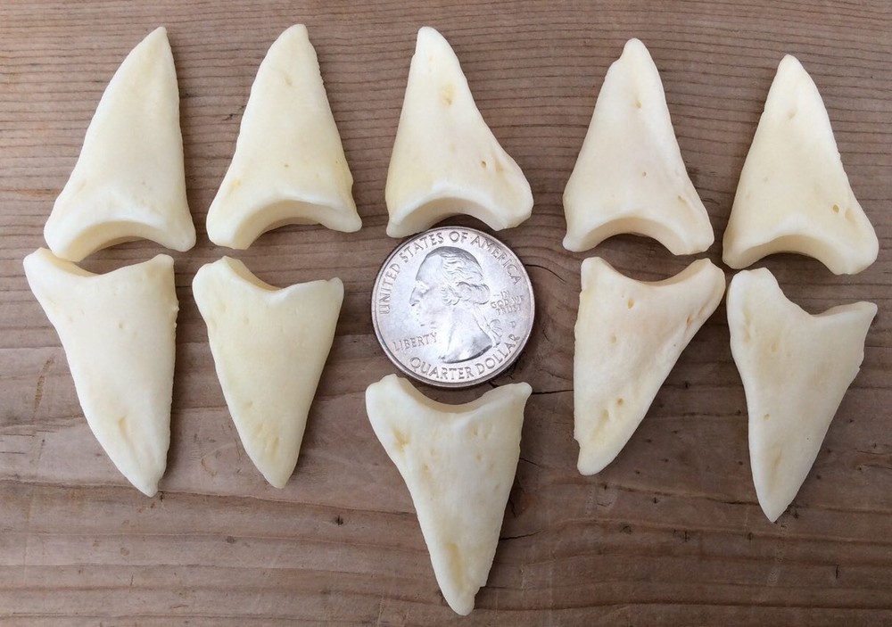 10 Deer Distal Phalanx Bones Knuckle Bones Phalanges