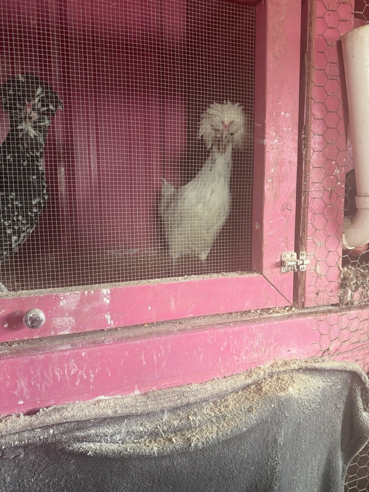 Polish Hatching Eggs