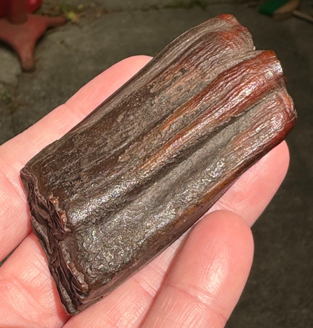 FOSSIL HORSE TOOTH EQUUS FLORIDA SUWANNEE RIVER ICE AGE fossilized specimen gift