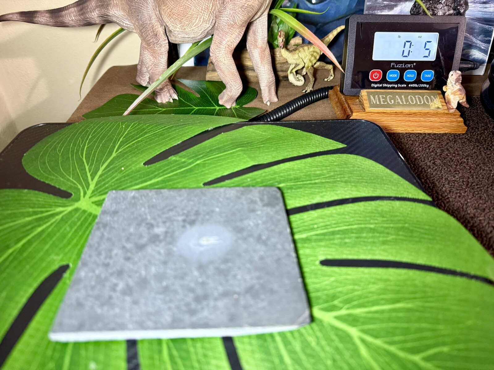 PYRITIZED Brittle Star Eospondylus Fossil ~ Bundenbach Germany ~ Devonian Period