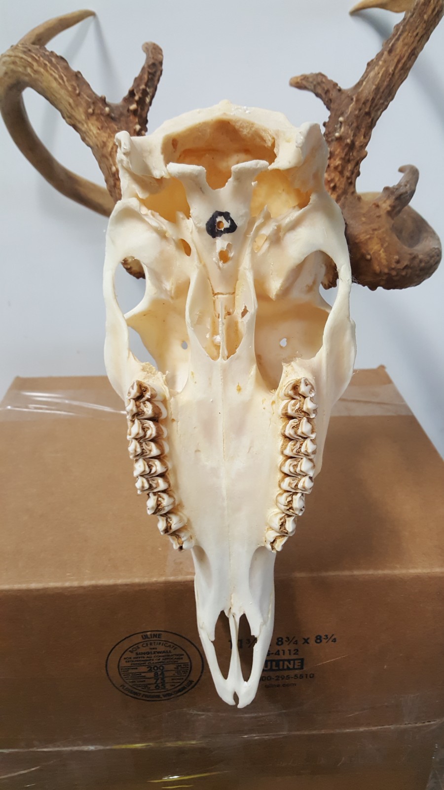 Double Main Beam WHITETAIL DEER RACK FULL SKULL mule elk shed antlers taxidermy