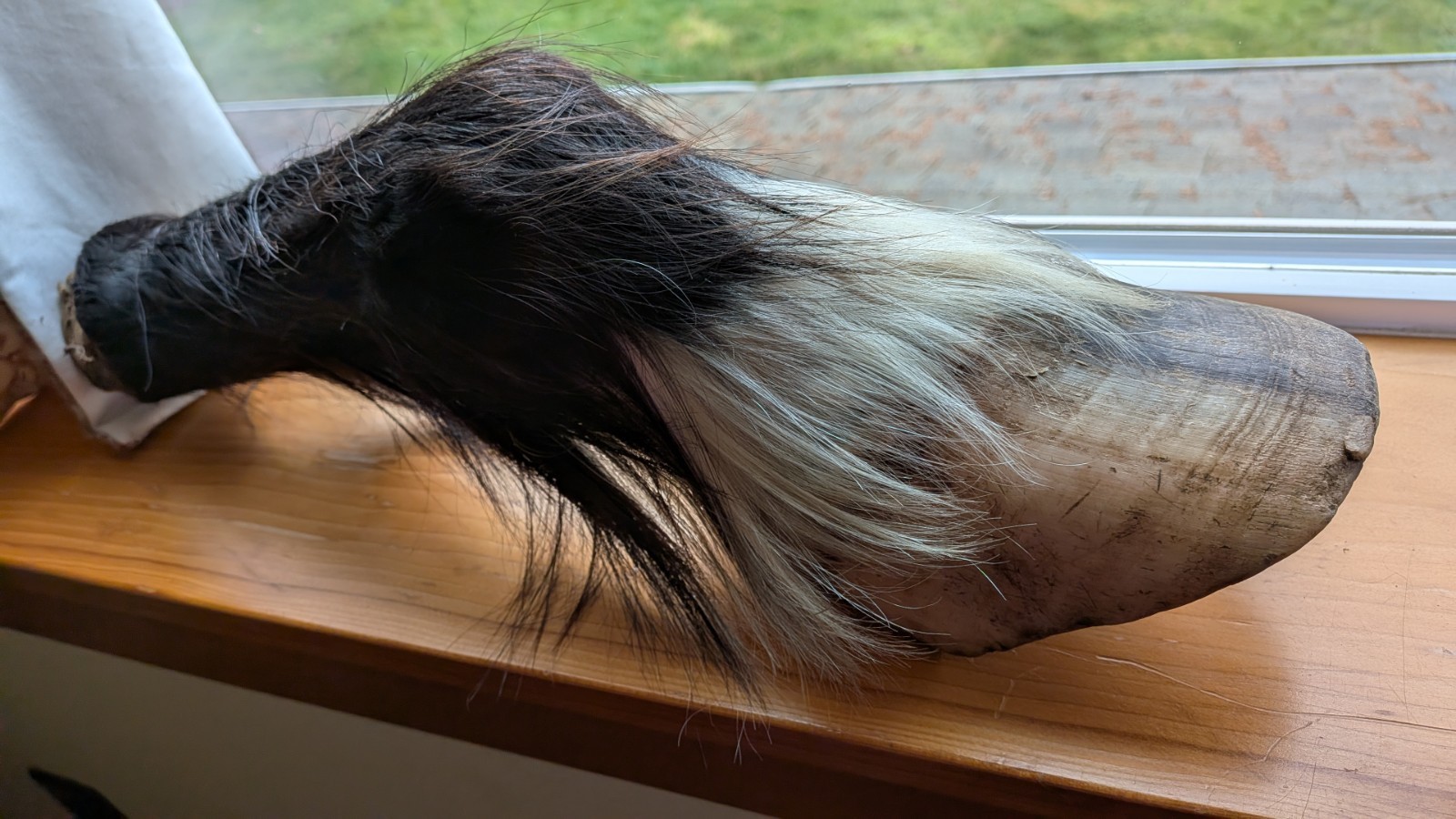 REAL PONY HOOF LEG Freezedried/ Fixed No Cut Bones. Ready To Bisect lamanitis