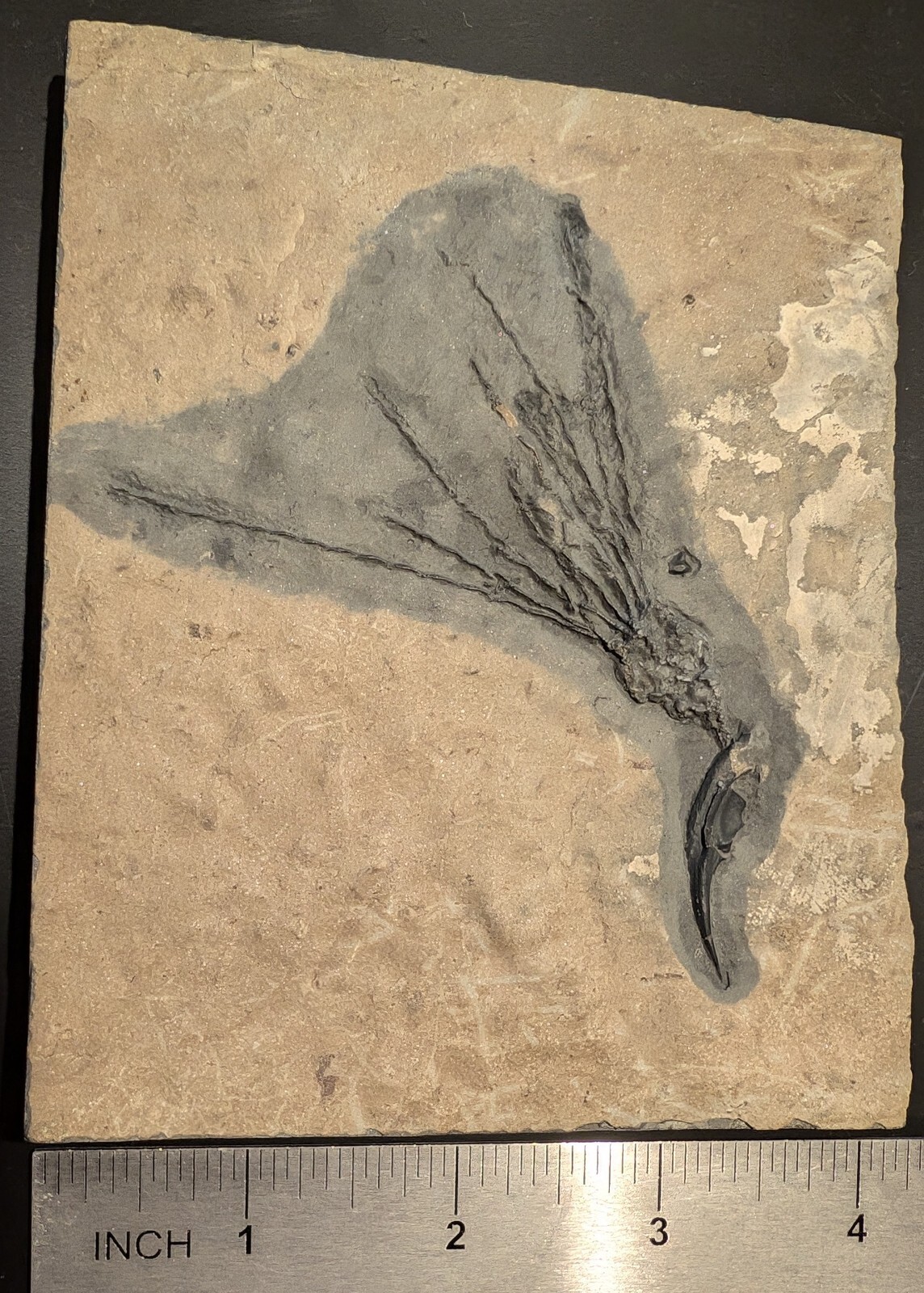 Gogia granulosa Fossil Wheeler/Marjum Formation, Utah Cambrian Proto-echinoderm