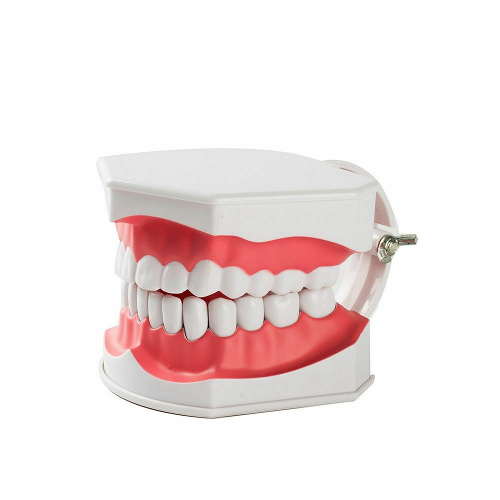 3 Pcs Dental Teaching Demonstration 2 Times Model With Removable Teeth&Toothbrus