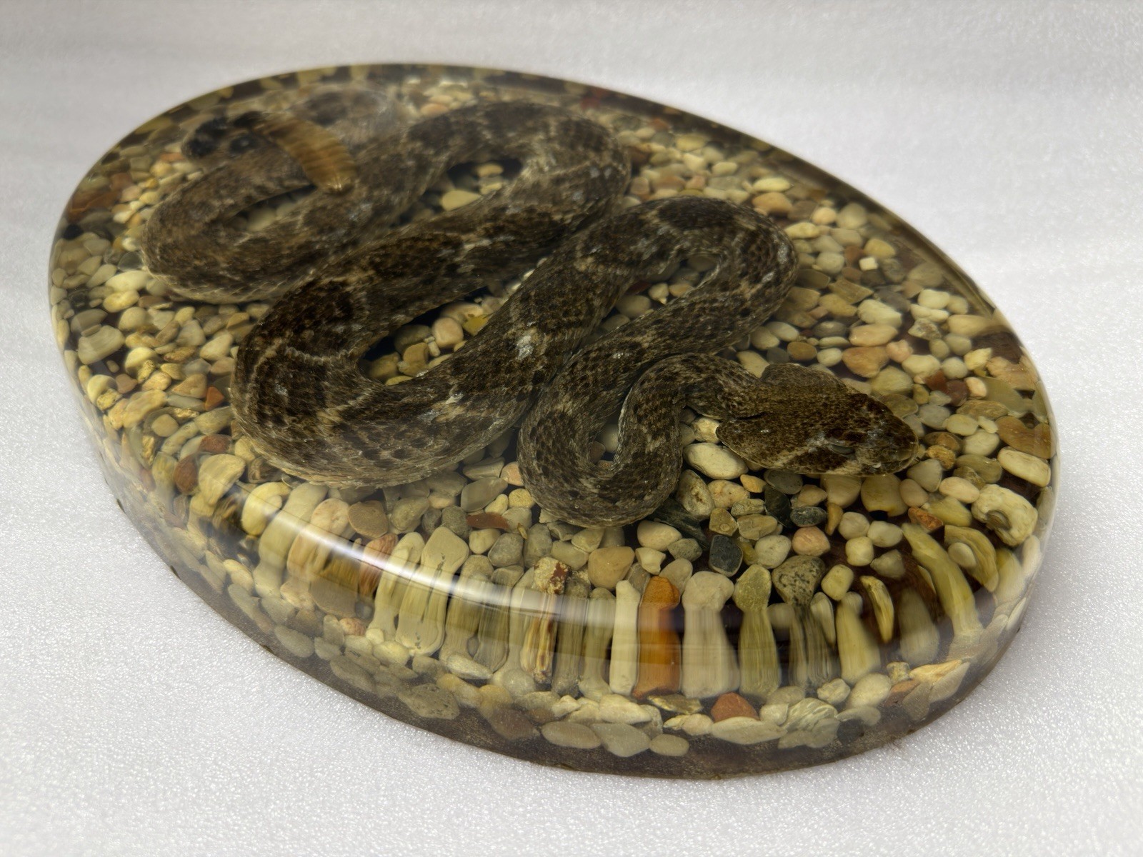 Large Genuine Diamondback Rattlesnake Taxidermy Snake Resin 13x9 Inches Heavy