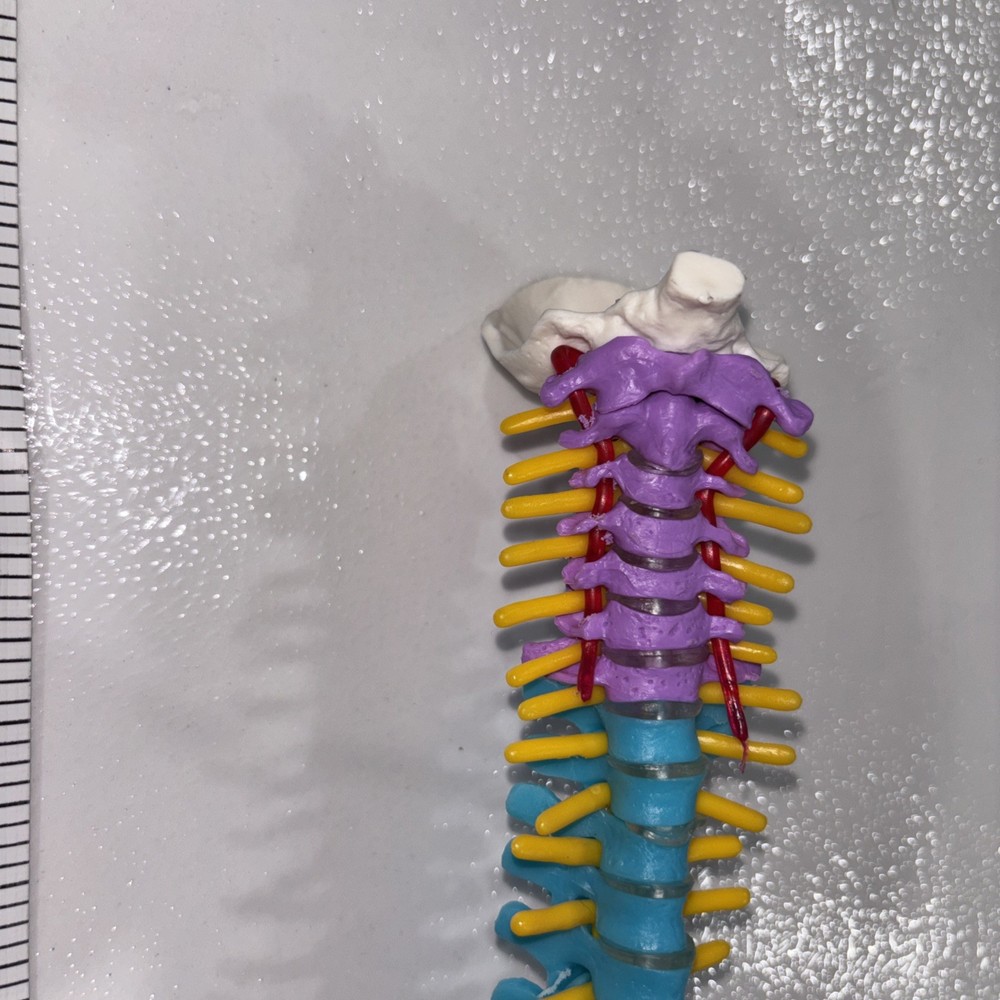 Human Spine Model Skeleton Model Anatomical Model