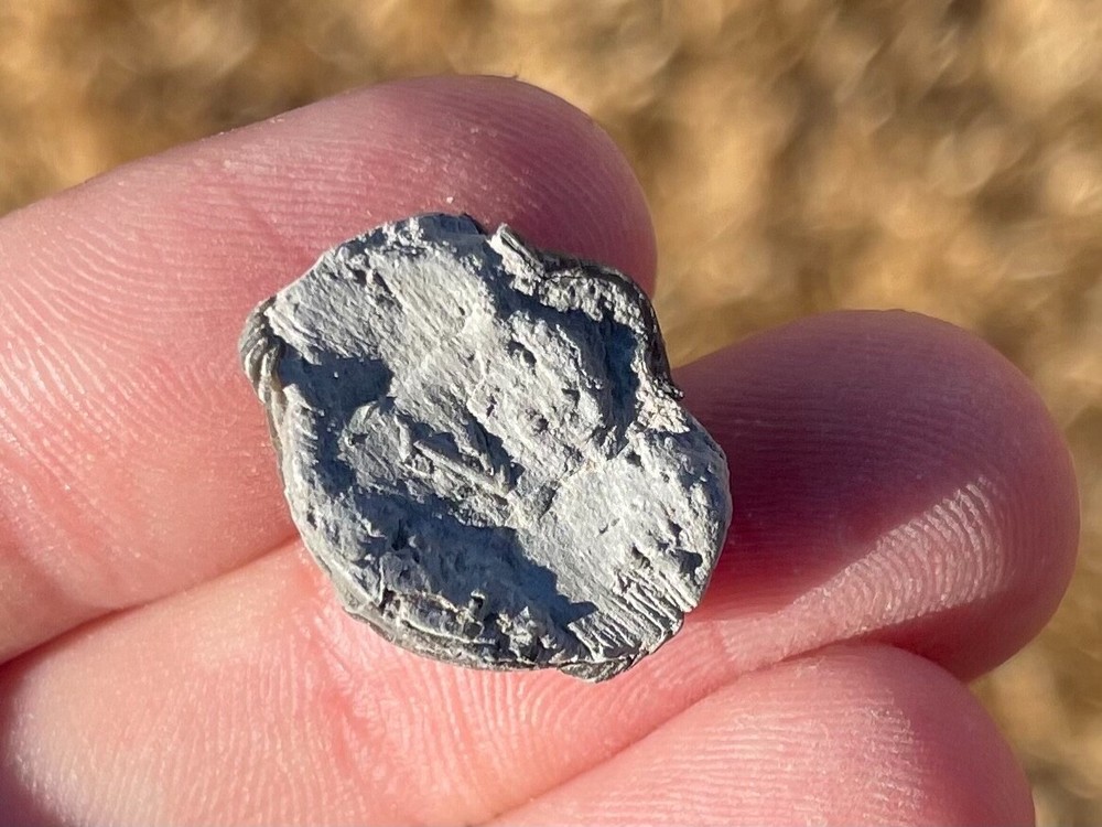 Ohio Fossil Trilobite Eldredgeops rana Devonian Age Bug