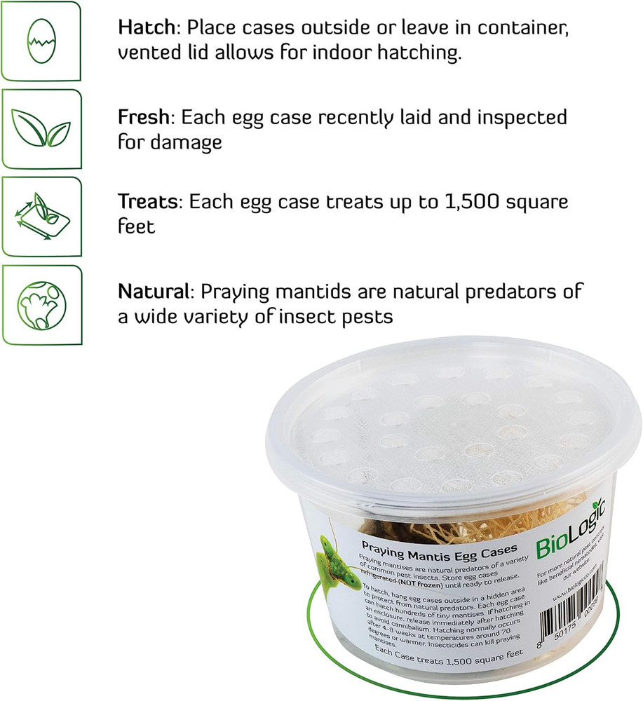 Praying Mantis Egg Cases - 2 Extra Large Cases