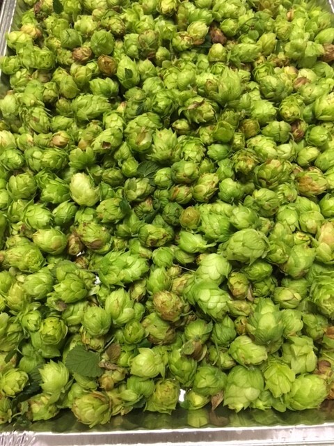 Whole Leaf Hops - Cascade - Home Brewing or Tea (one pound package)