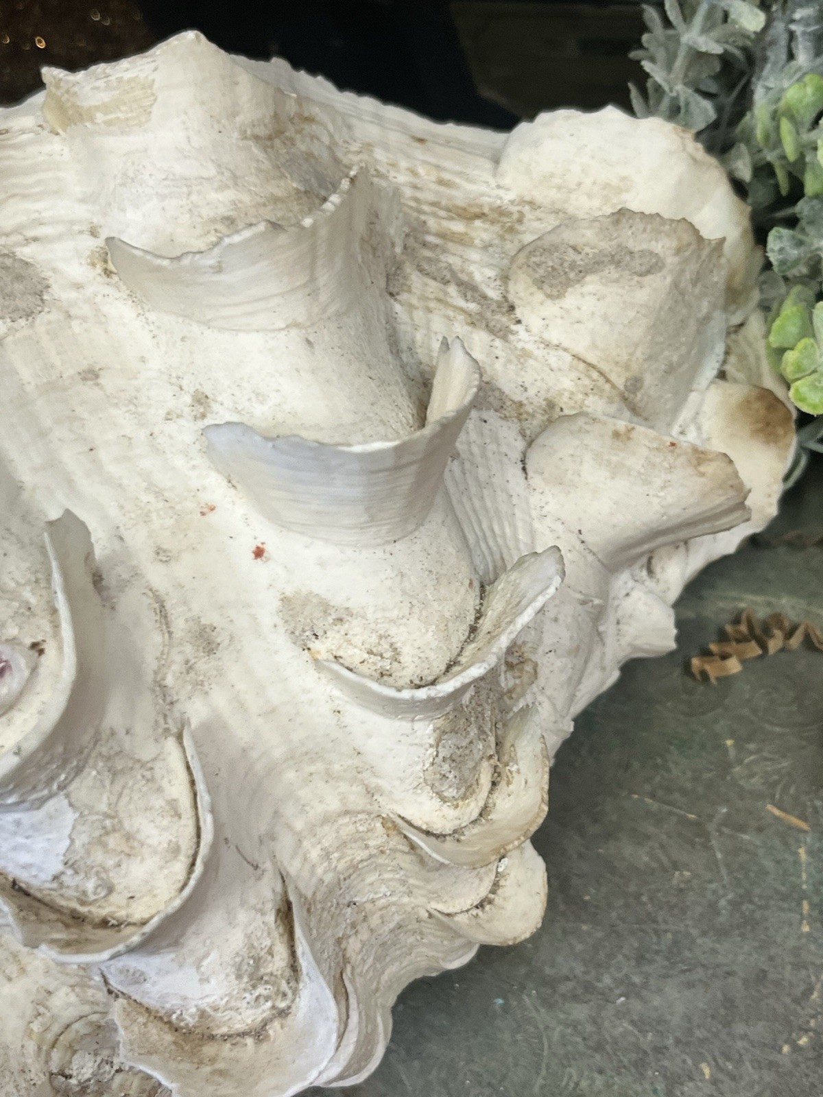 NATURAL REAL GIANT 10” CLAM SHELL SEA SHELL OCEAN SEA Tridacna Gigas