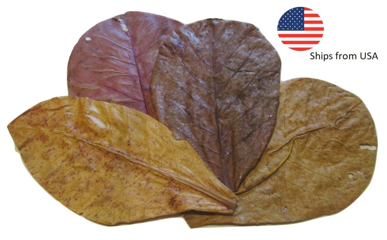 Large Indian almond leaves 7inch-10inch Catappa, Ketapang for shrimp Beta Fish