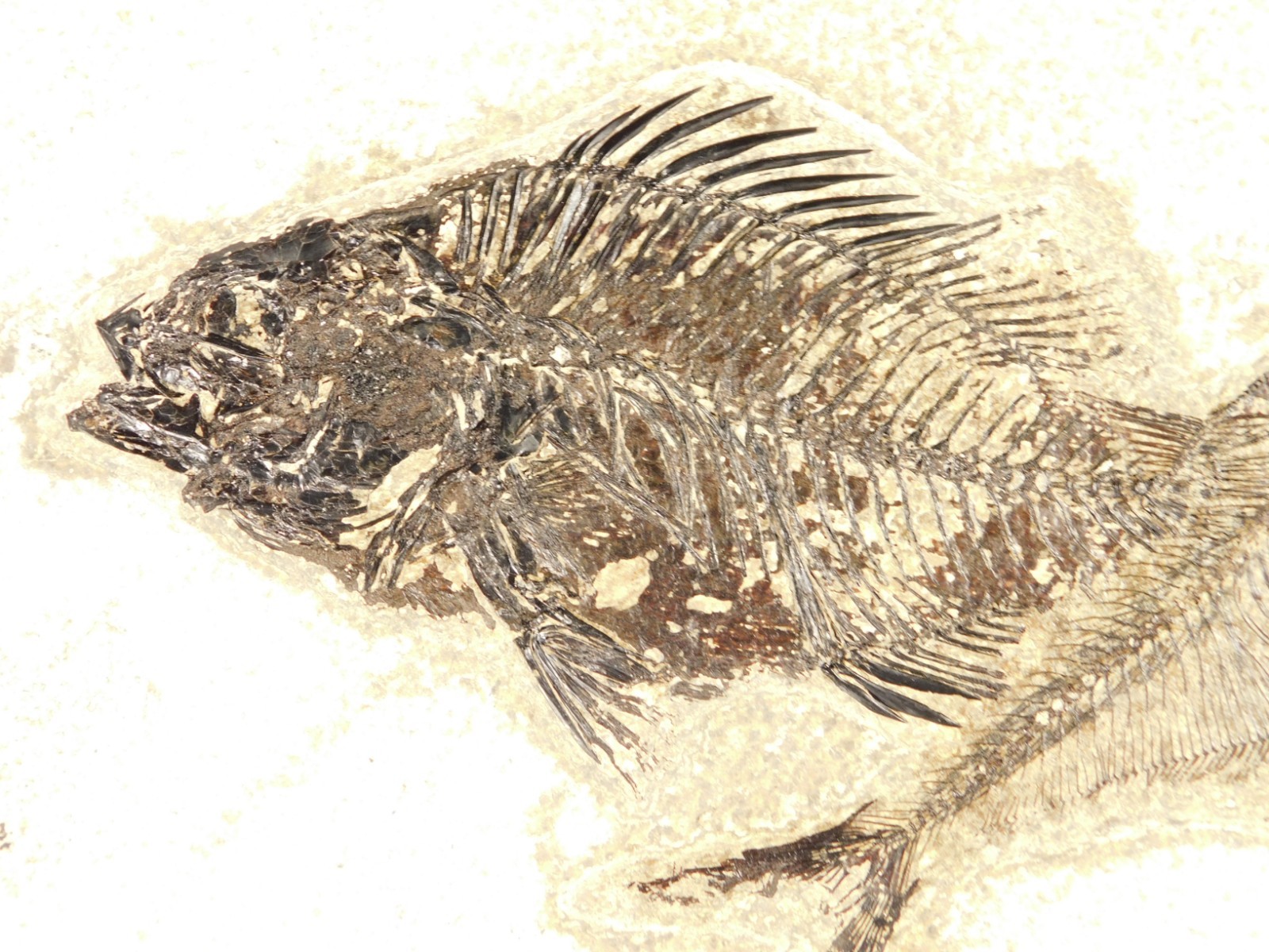 Two! SPECIES Rare Priscacara FISH Fossil and Diplomystus On HUGE Matrix Wyoming