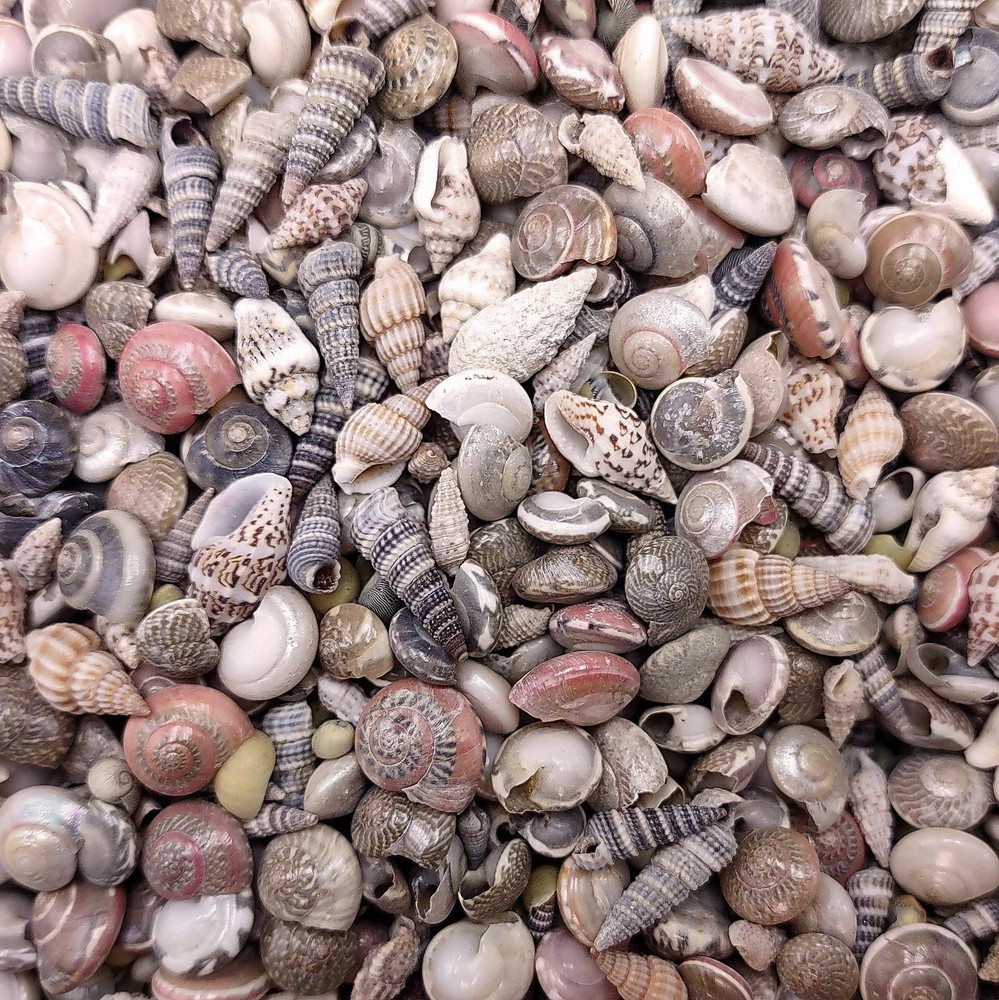 Extra Tiny Seashell Assorted Ocean Mix (approx. 1 kilogram shells 0.25+ inches)