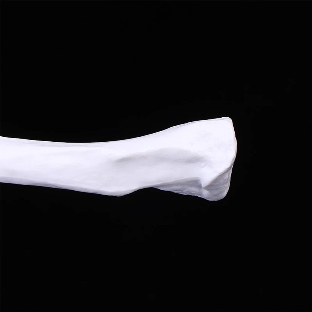 Shoulder Joint Model With Ligament Human Skeleton Bone Model Teaching Model