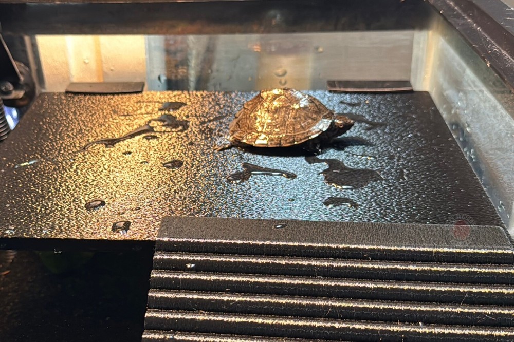 LifeWithPets Turtle Basking Dock Turtle Platform Free Shipping