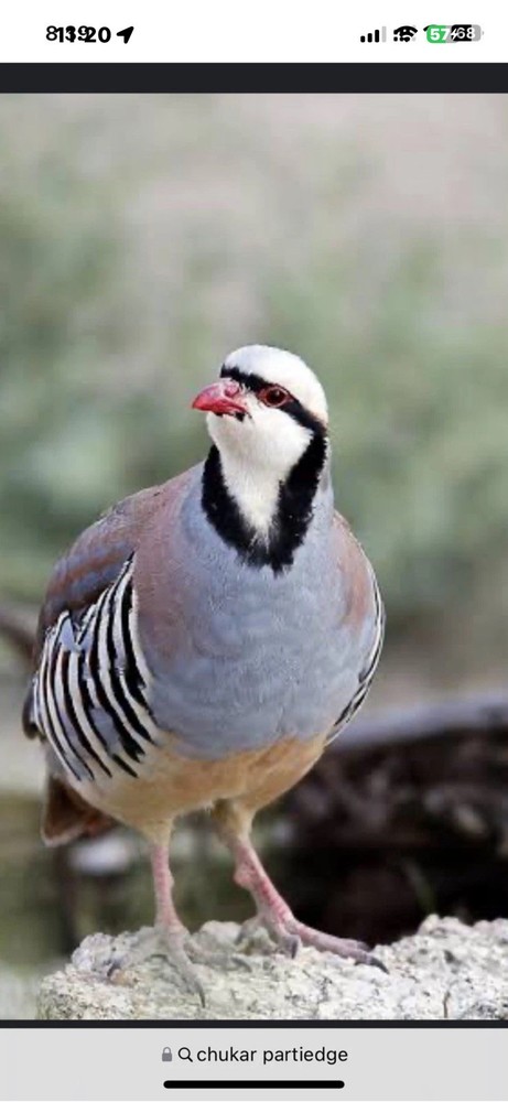 6 Chukar Fertile Hatching Eggs