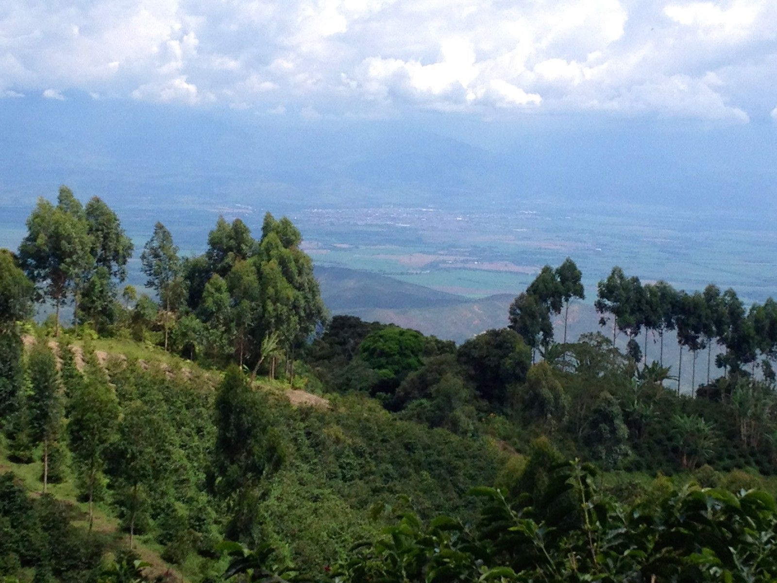 100% HAWAIIAN KONA COFFEE BEANS PEABERRY MEDIUM ROASTED 1 POUND BAG !