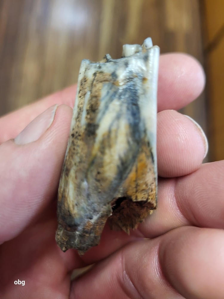 Historic bison tooth with slight blue vivianite  permineralization