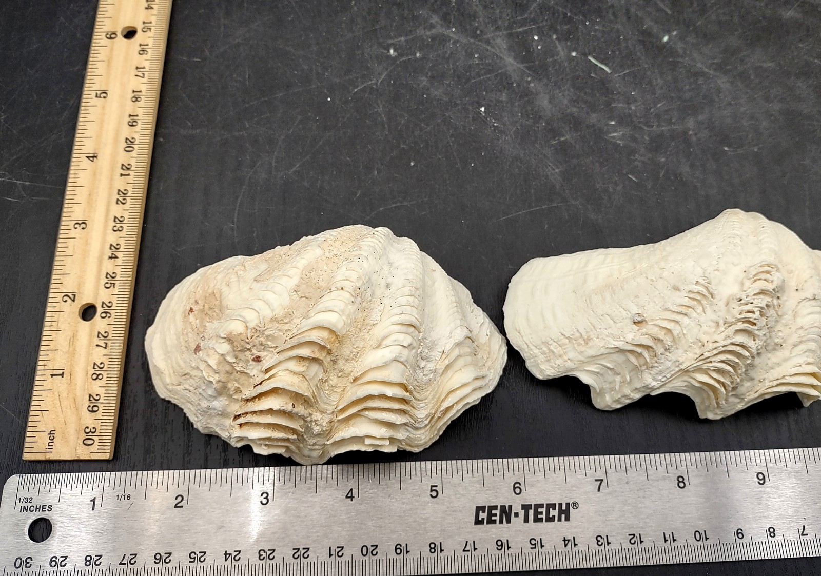 Ruffle Clam Seashell Half Tridacna Squamosa (1 shell approx. 4+ inches)