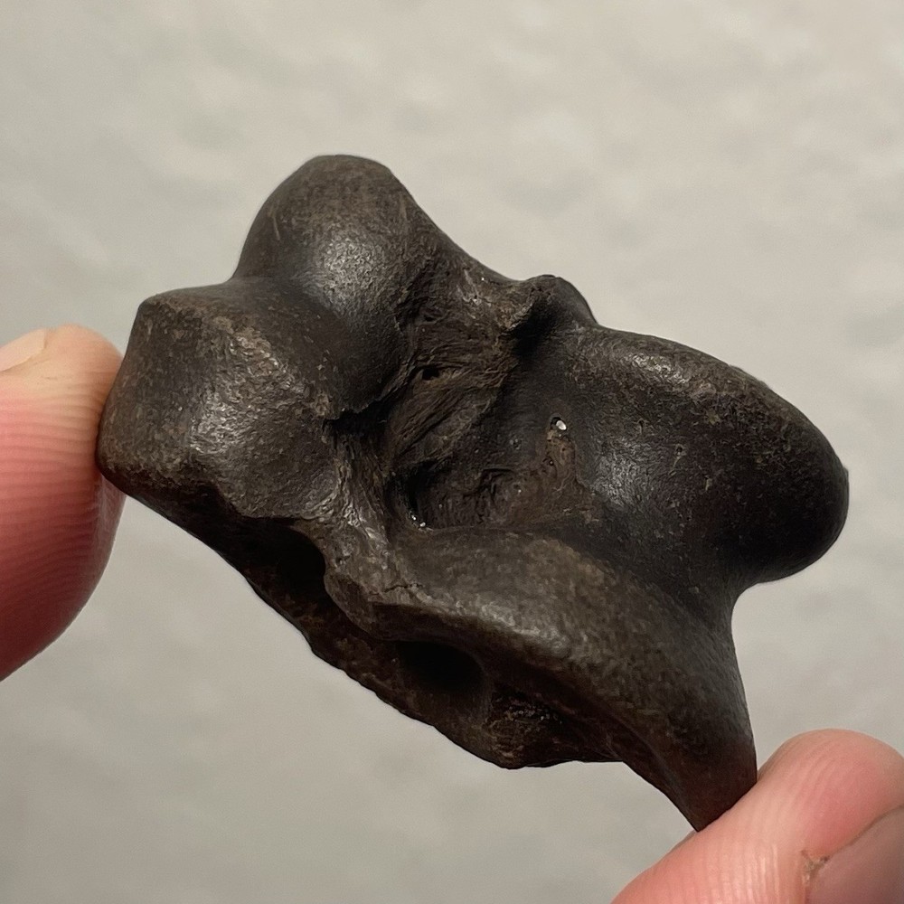 Fossilized Deer Ankle Bone Ice Age Florida Fossil