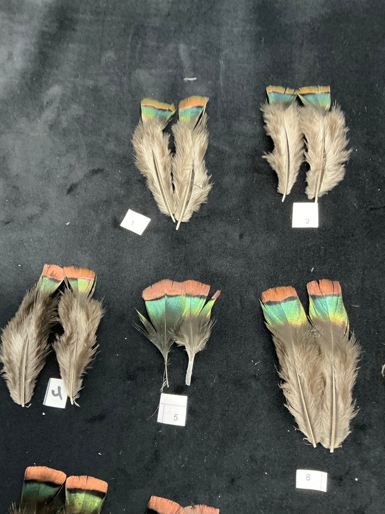 Ocellated Turkey lower back feathers