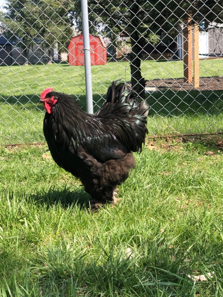 Cochin Hatching Eggs