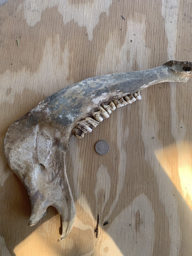 Fossilized Bison Jaw Bone