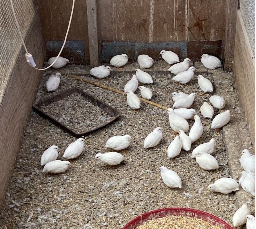 20 BLue Face Only BUTTON QUAIL EGGS These ship USPS PRIORITY READ ALL