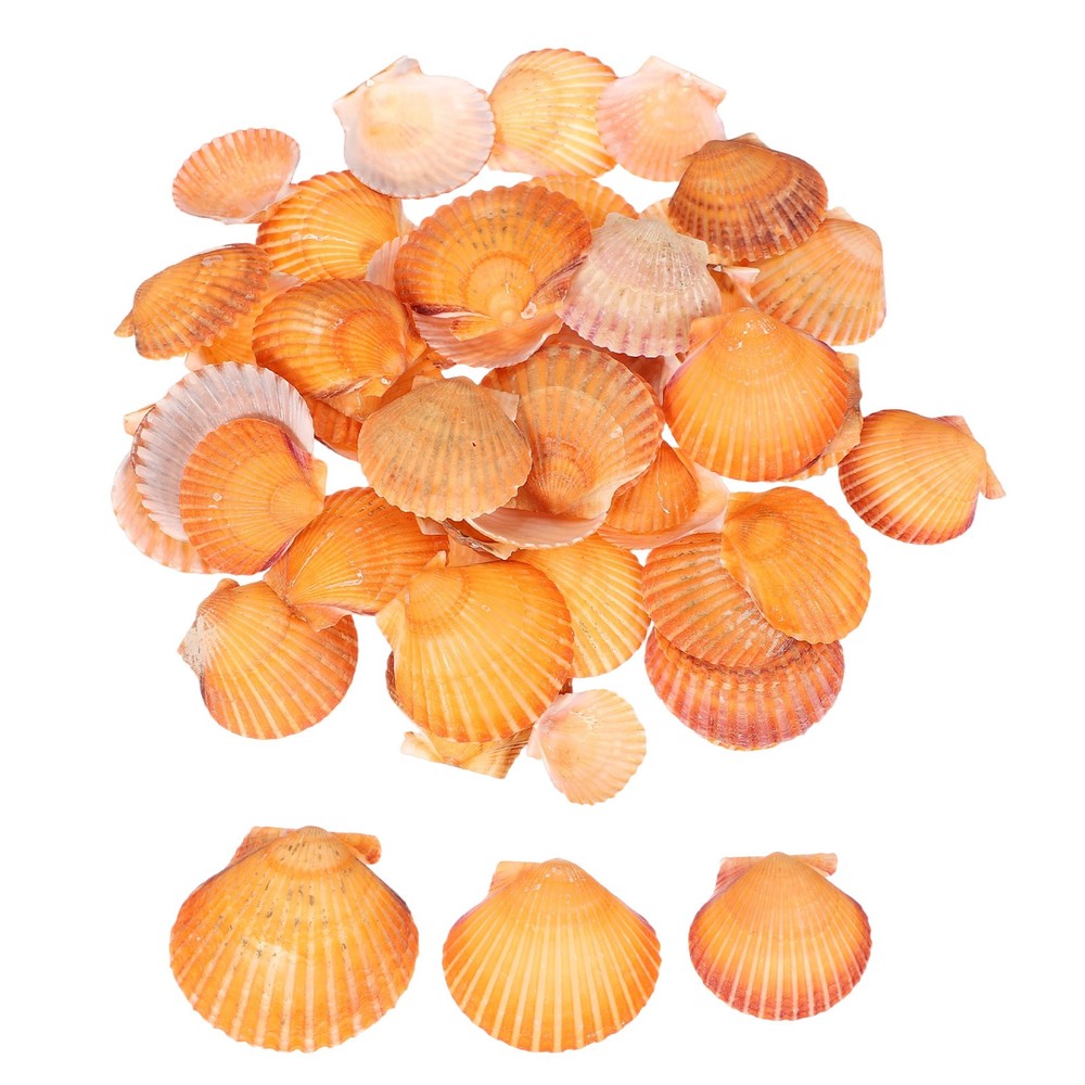 60Pcs 1.6"-2" Seashells for Crafts, Small Real Seashells, Orange
