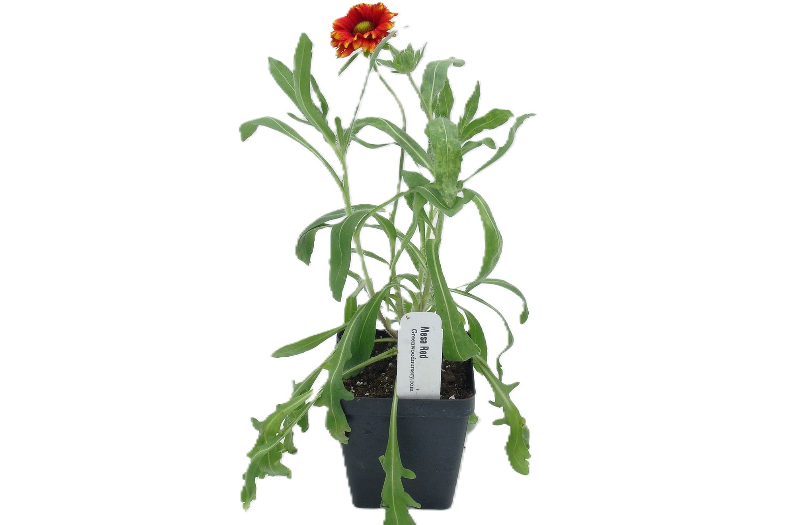 Live MESA RED / GAILLARDIA x Grandiflora Plant - [Pint Pot] - Perennial