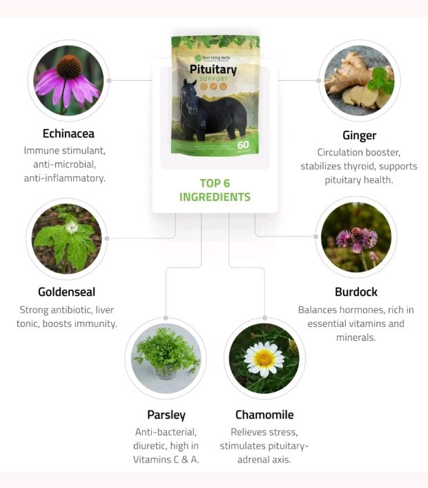 Silver Lining Herbs Pituitary Support For Horses