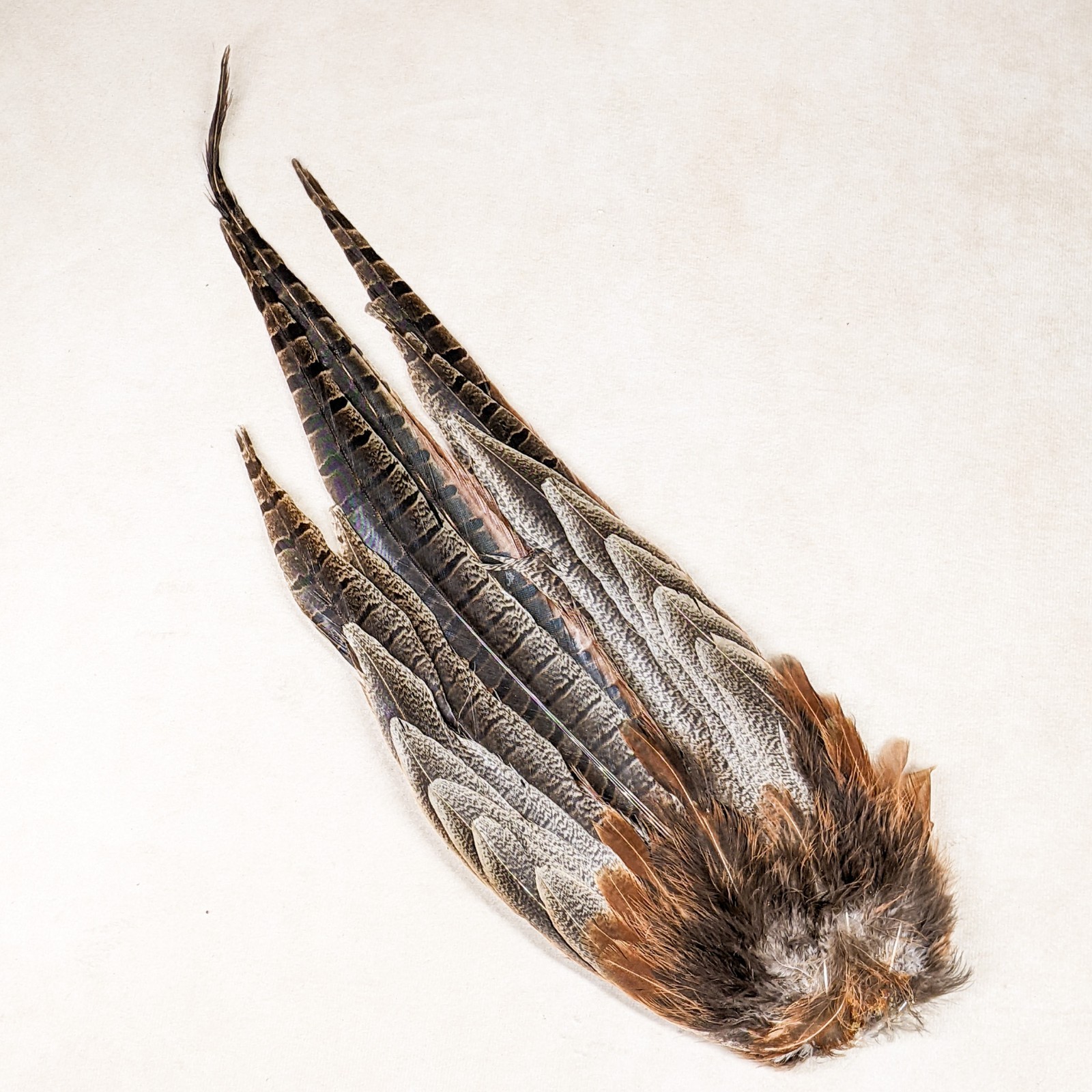 16+" RINGNECK PHEASANT Tail clump bird crafts feather Taxidermy Oddity Curiosity