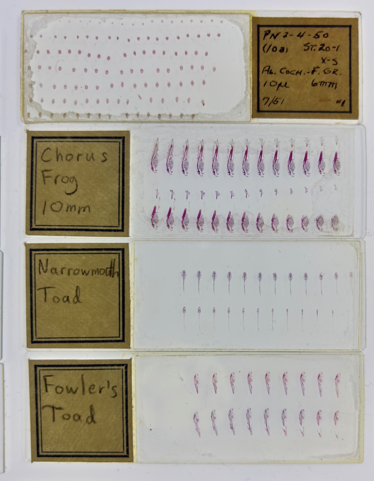 Embryology Microscope Slide Set 25 – aquatic, amphibian, chick, and mammal