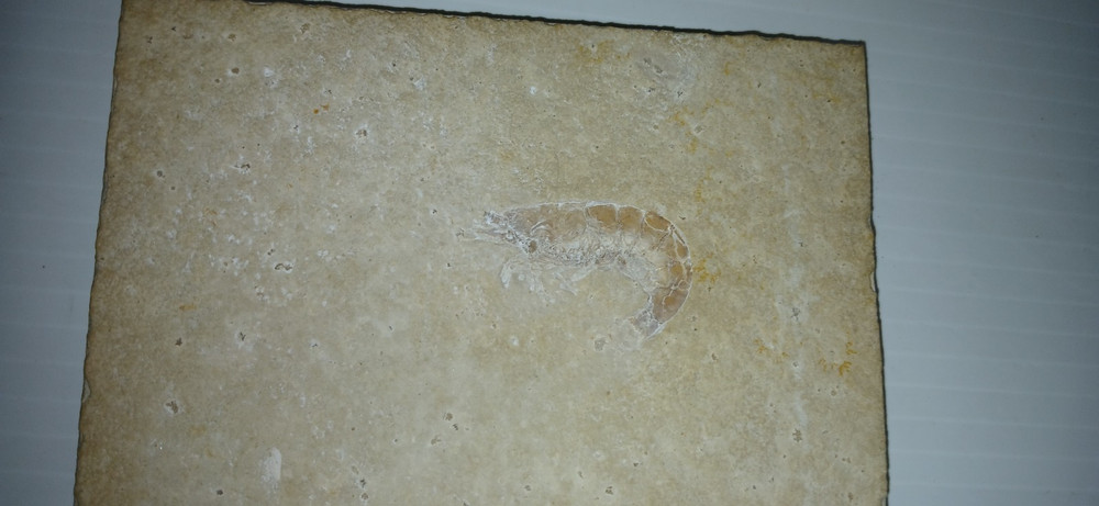 Shrimp Fossil