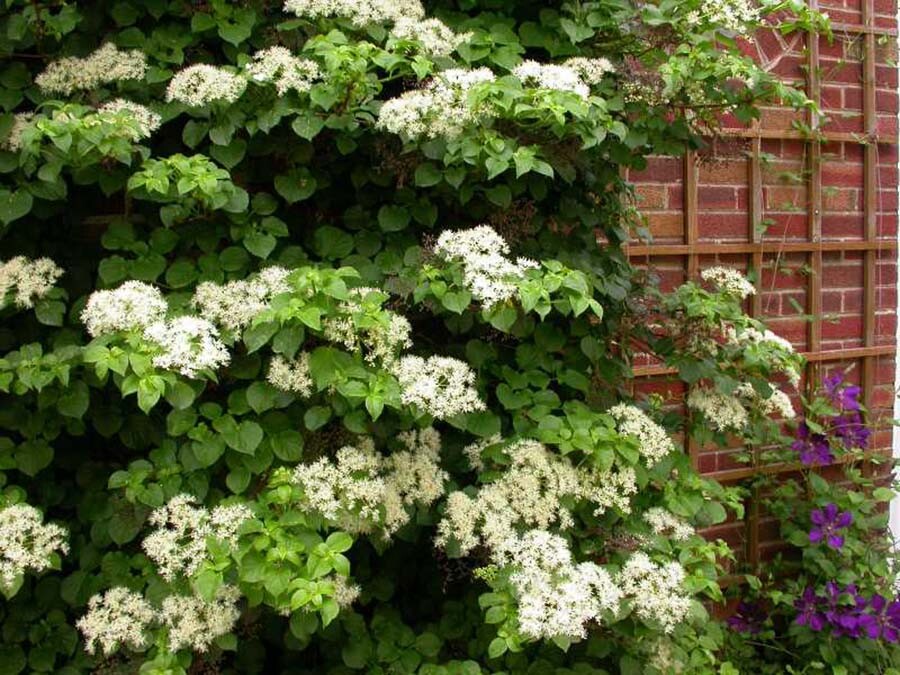 Climbing Hydrangea, Hydrangea anomala petiolaris, Vine Seeds