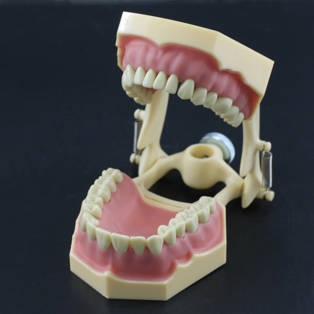 Dental Restorative Typodont Standard Model Removable 32PC Teeth Numbered Frasaco