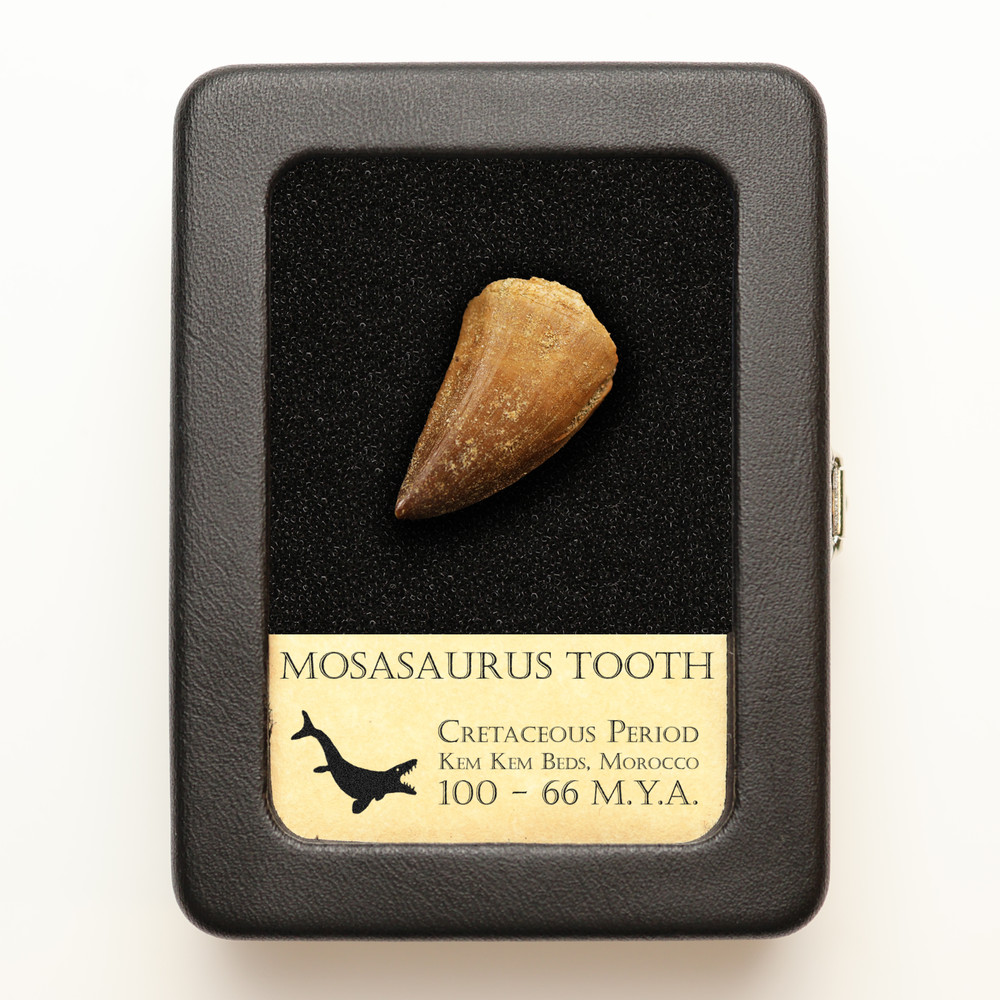 Mosasaur Tooth - With Beautiful Display Case