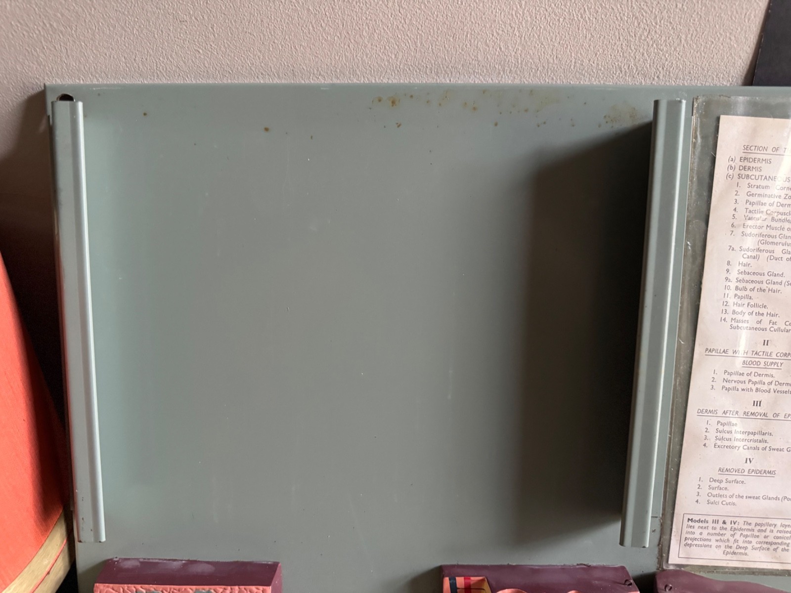 Vintage anatomical model of SKIN Hair follicle & sweat glands