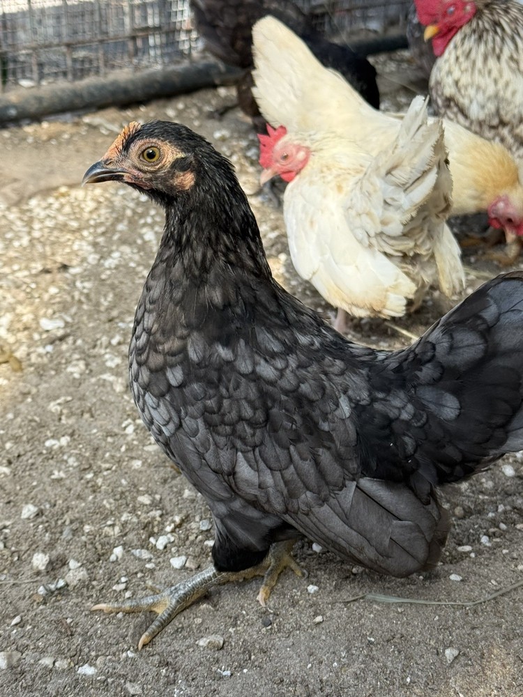 10+2 Serama Fertilized Hatching Eggs NPIP/AI CLEAN